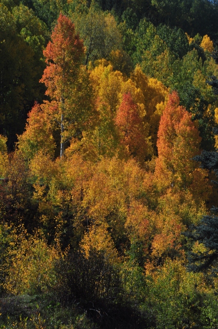 a colorful set of trees